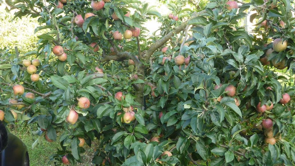 Appartamenti Ca'Melia Sarzana Rum bild